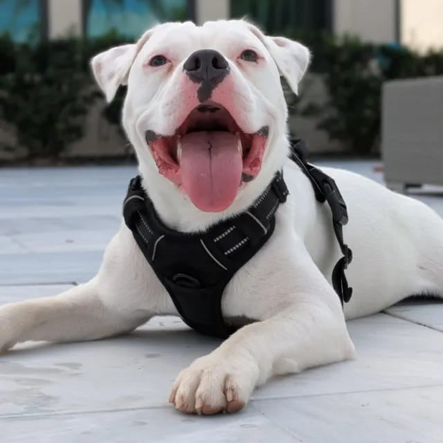 ™ComfyWalk - רתמת כלבים למניעת משיכות מבית לוריקס