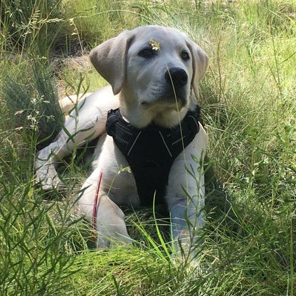 ™ComfyWalk - רתמת כלבים למניעת משיכות מבית לוריקס